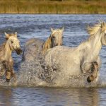 camargue-g27eb9b077_1920