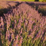 lavender-field-g19381efd7_1920