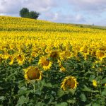 sunflowers-gc204365ad_1920